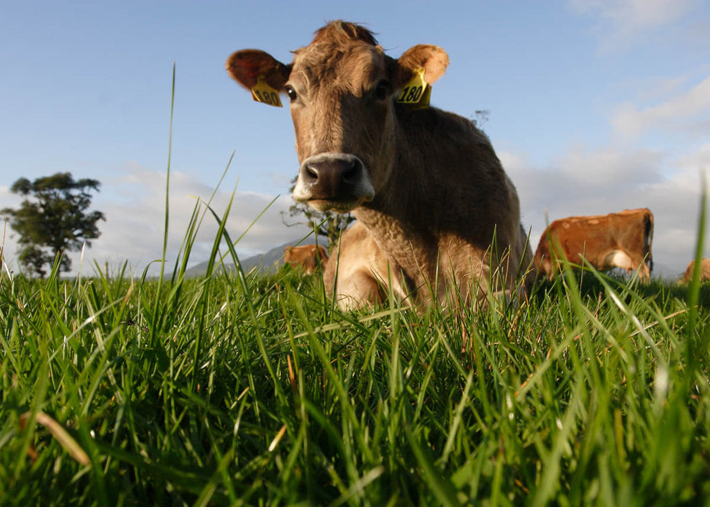 Why choose grass-fed, free-range dairy?